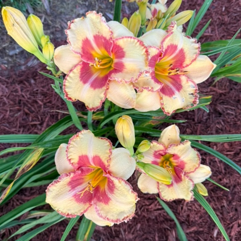 Hillbilly Heart from Graceful Petals Daylilies