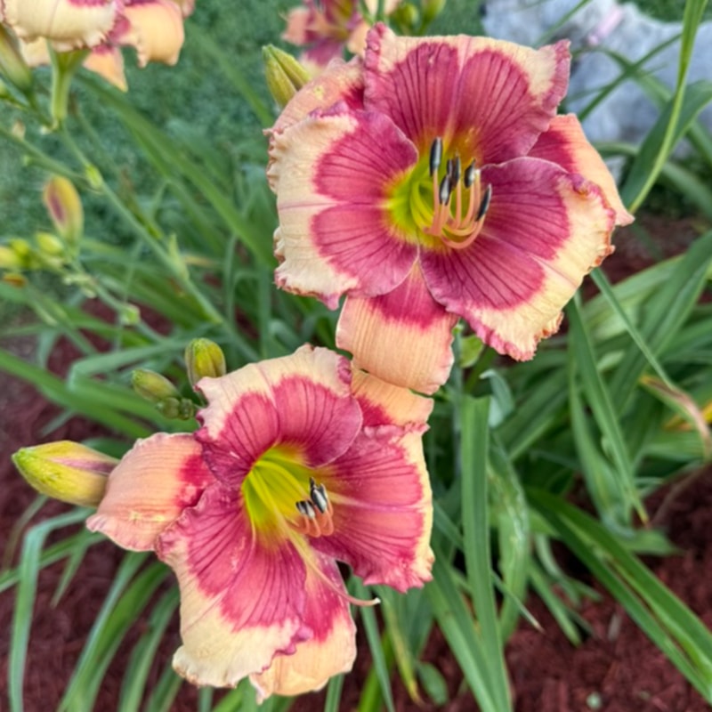 Hello Screamer from Graceful Petals Daylilies