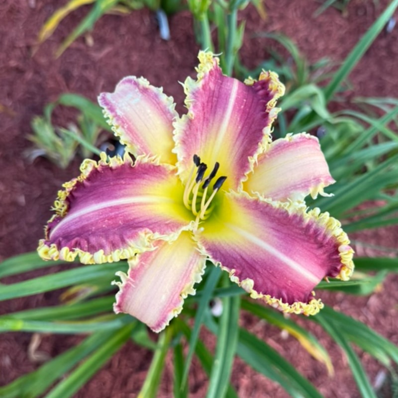 Vampire Fish from Graceful Petals Daylilies