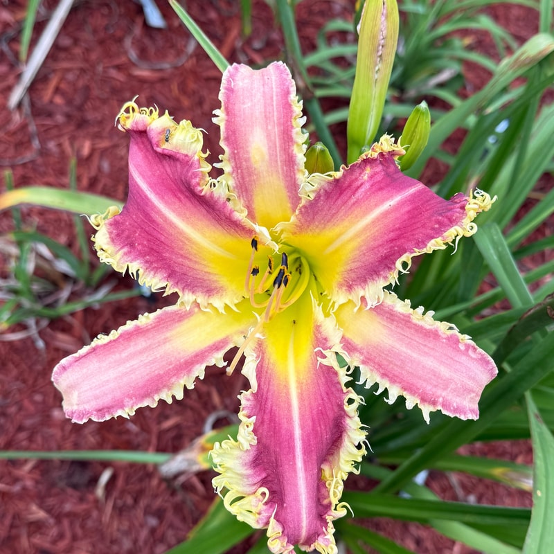 Vampire Fish daylily bloom