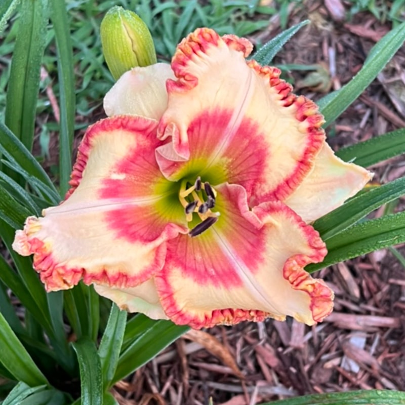 Jessica Lynn Bell from Graceful Petals Daylilies