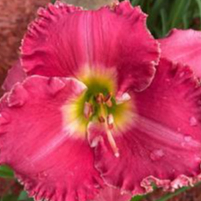No More Tears daylily bloom
