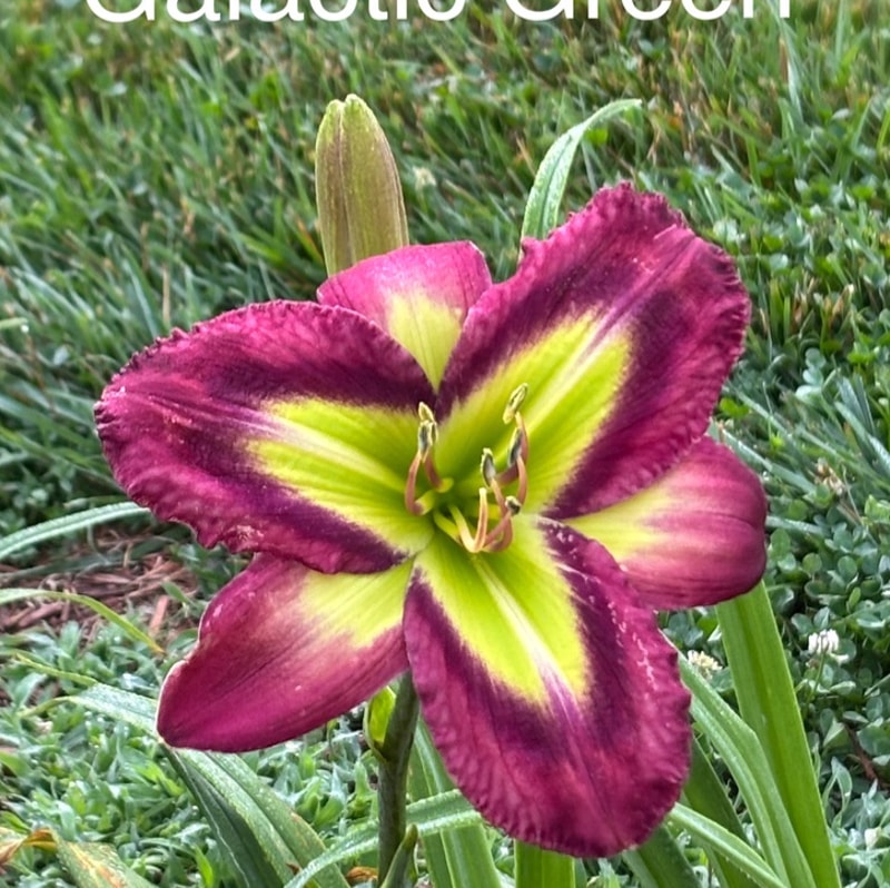 Galactic Green daylily bloom