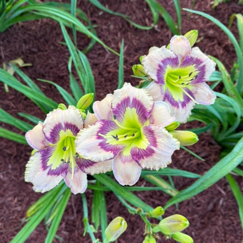 William My Angel from Graceful Petals Daylilies