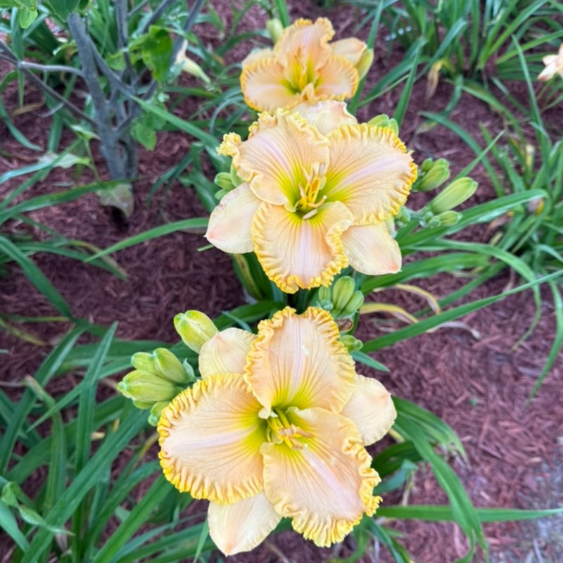 The Goldilocks Effect from Graceful Petals Daylilies