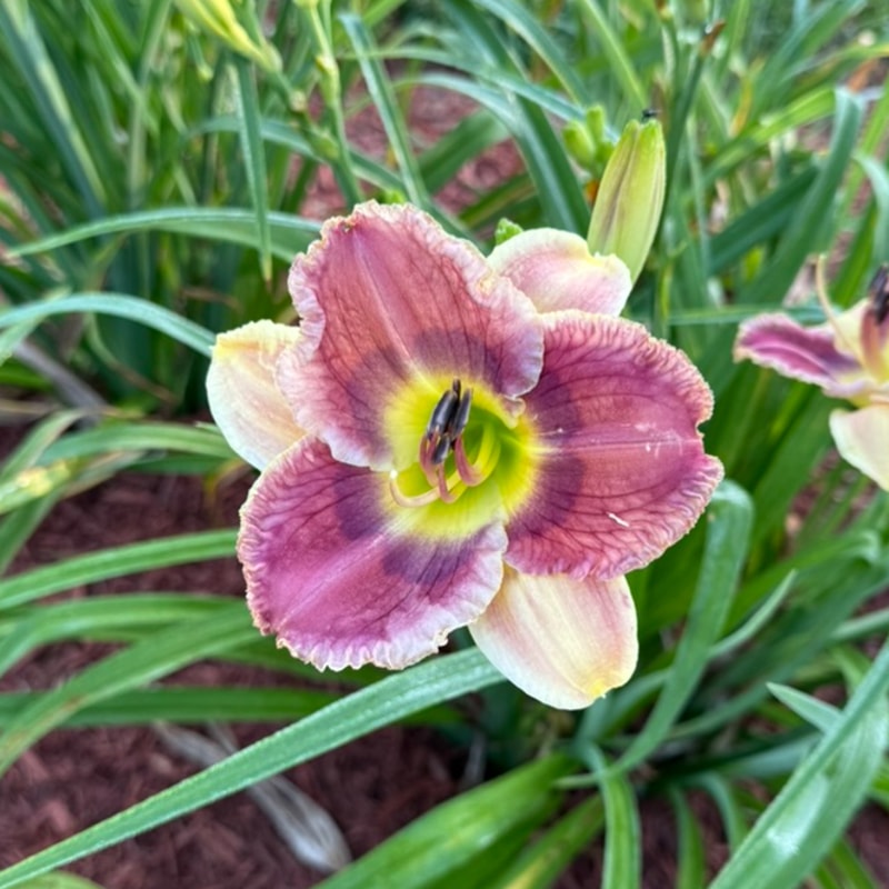 Pitching Woo from Graceful Petals Daylilies