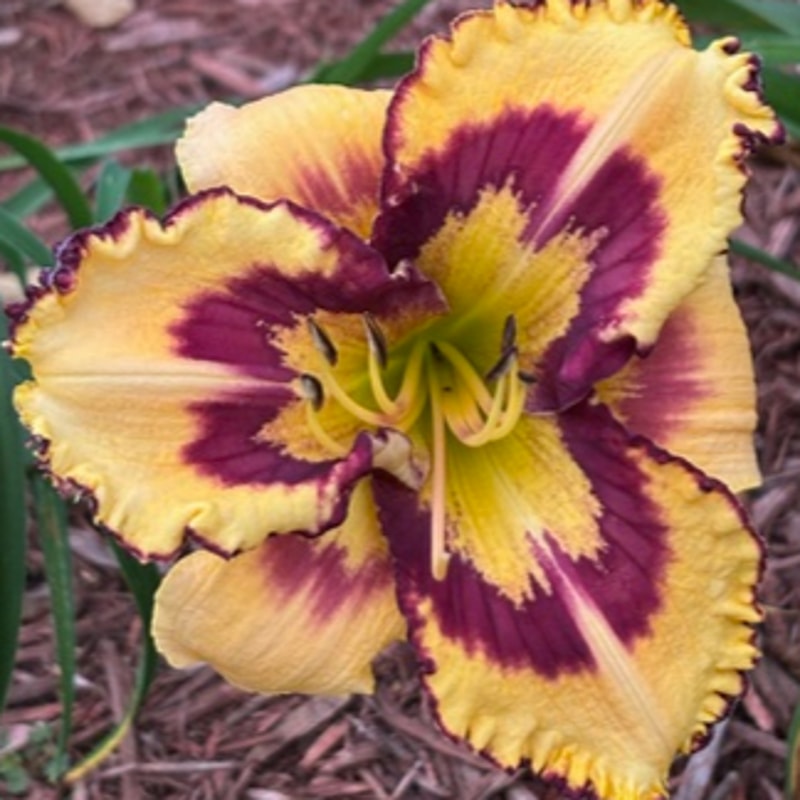 Quiet Riot from Graceful Petals Daylilies