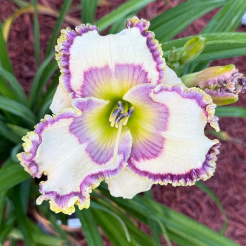 Inviting Romance daylily bloom