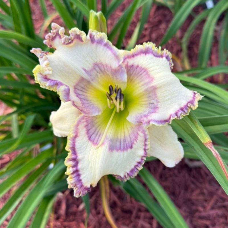 Inviting Romance from Graceful Petals Daylilies