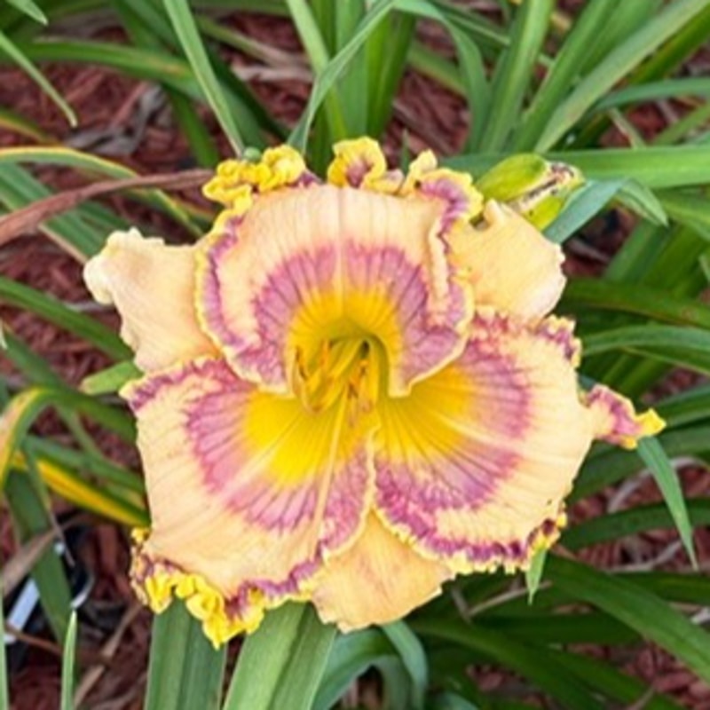 Royal Cypher  daylily bloom