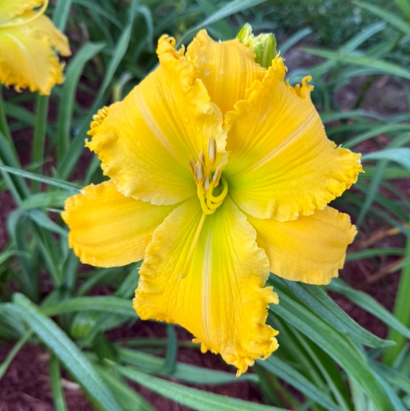 Spacecoast The Green Mile from Graceful Petals Daylilies