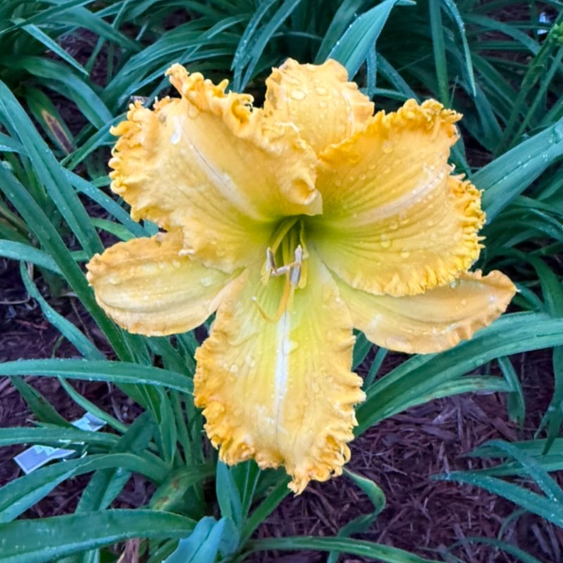 Spacecoast The Green Mile from Graceful Petals Daylilies