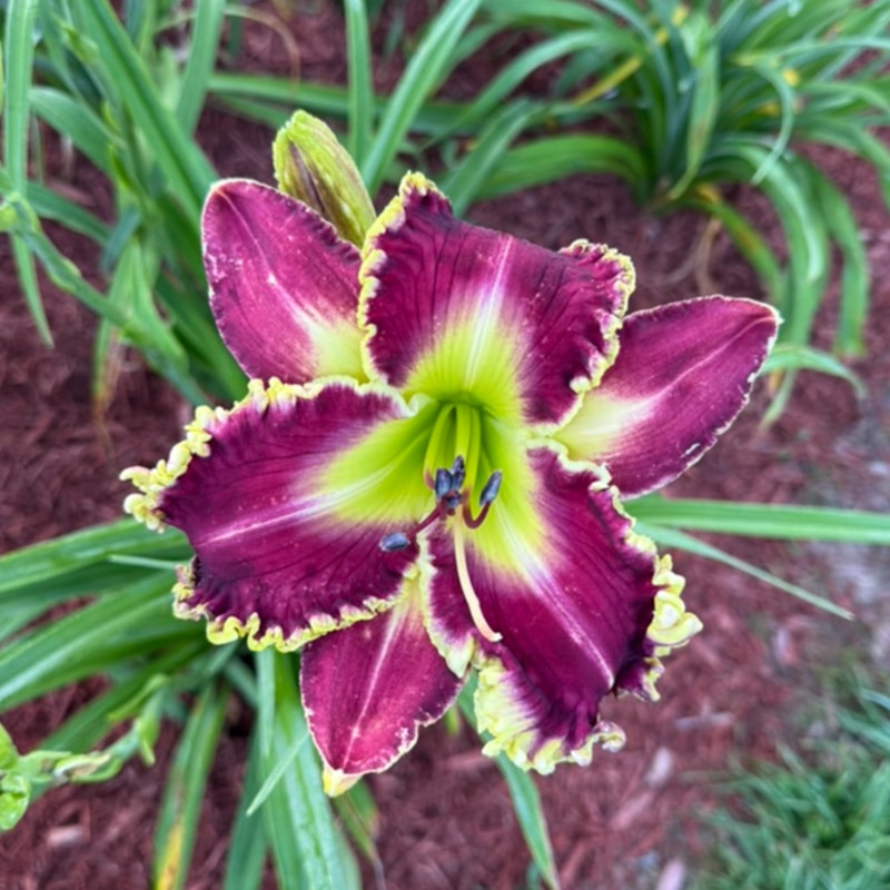 McJagger from Graceful Petals Daylilies