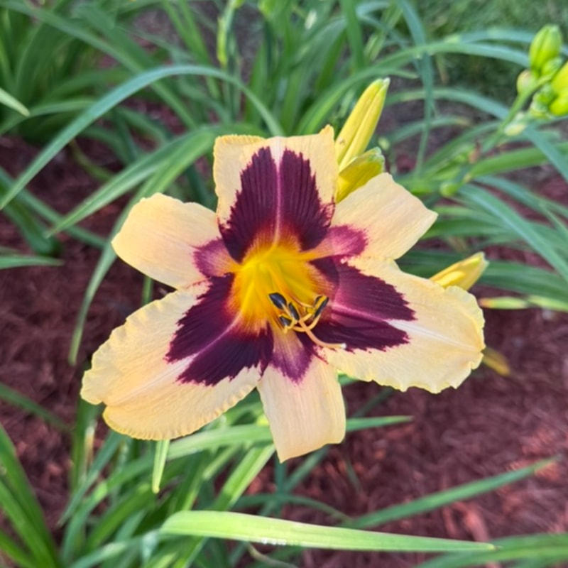 Wild Horses from Graceful Petals Daylilies