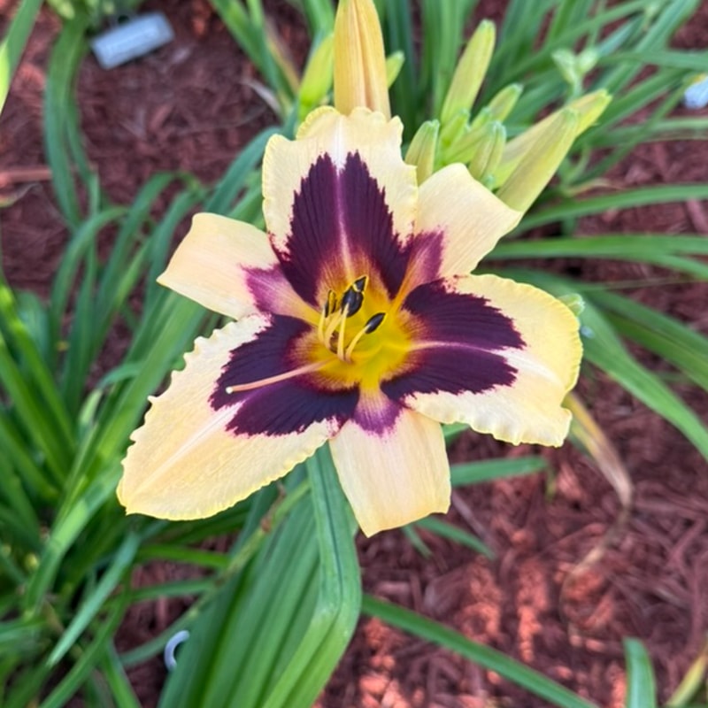 Wild Horses from Graceful Petals Daylilies