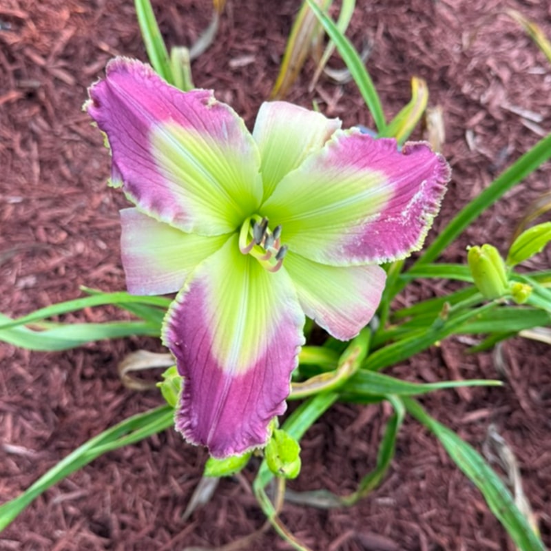 Purple Ninja from Graceful Petals Daylilies