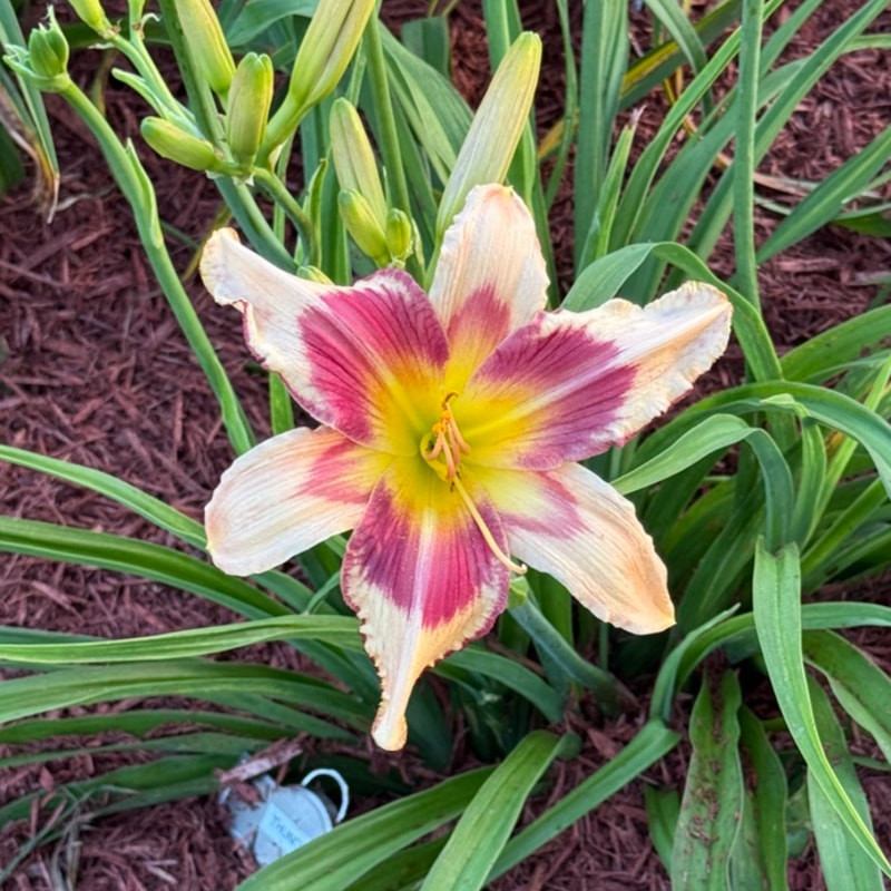 Thundercat from Graceful Petals Daylilies