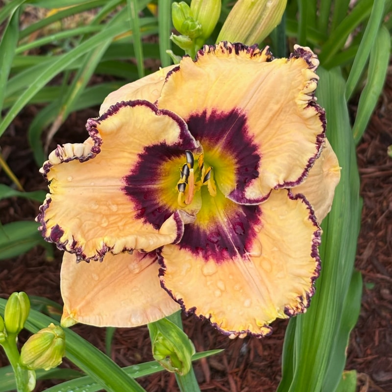 Lana's Note from Graceful Petals Daylilies