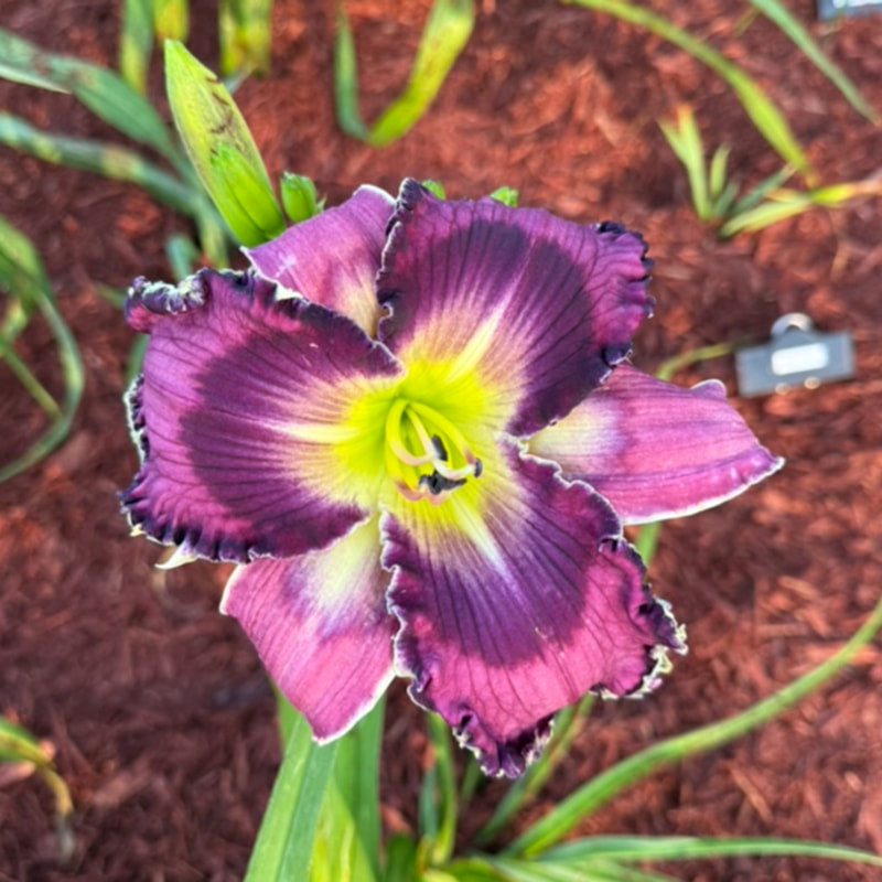 Alpha and Omega from Graceful Petals Daylilies
