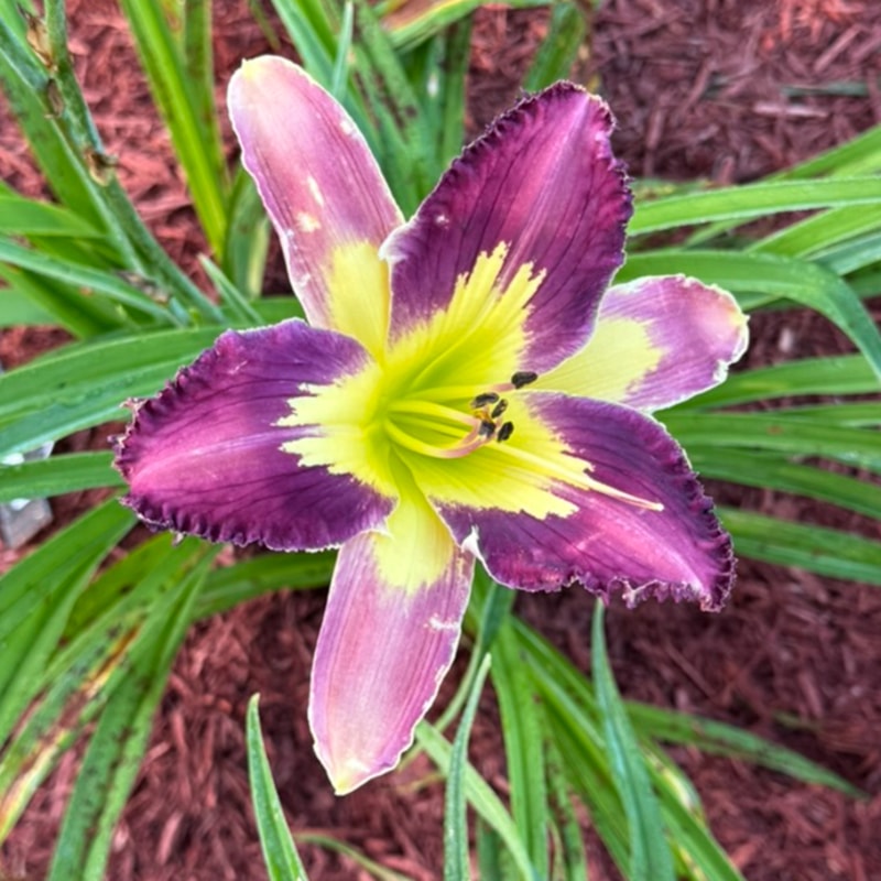 Perplexing Plum from Graceful Petals Daylilies
