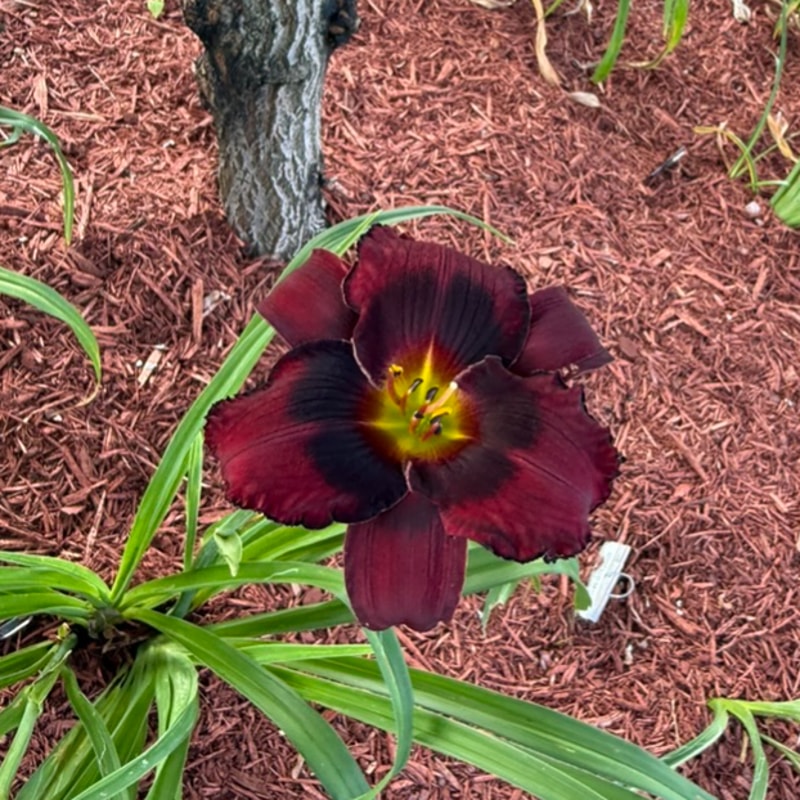 Buddy's Black Jack from Graceful Petals Daylilies