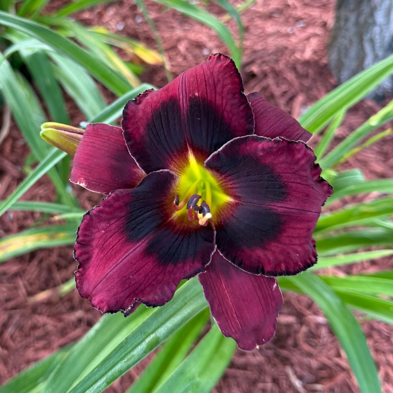 Buddy's Black Jack daylily bloom