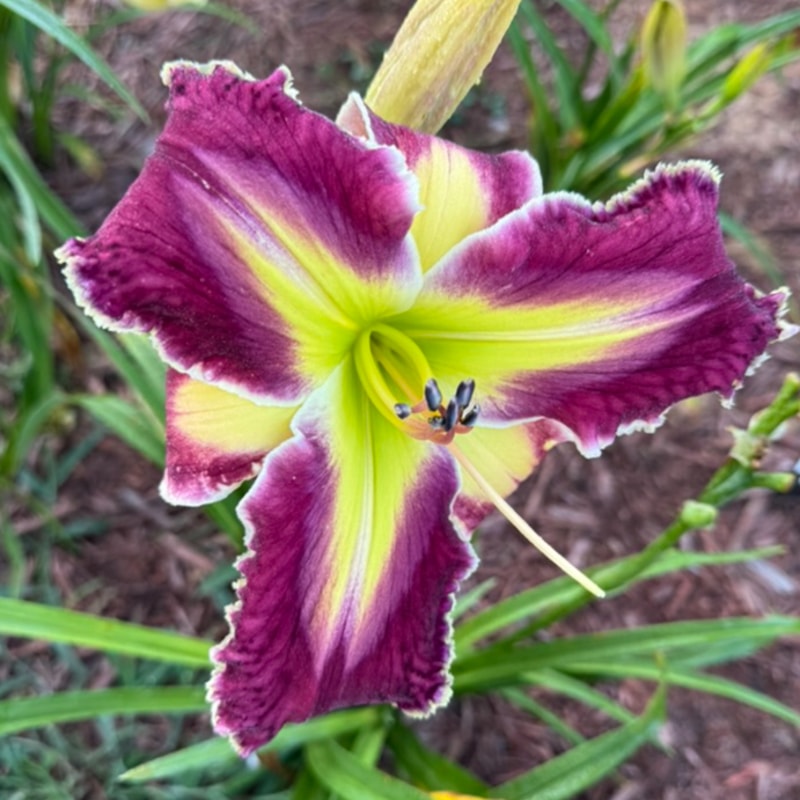 Gigantor daylily bloom