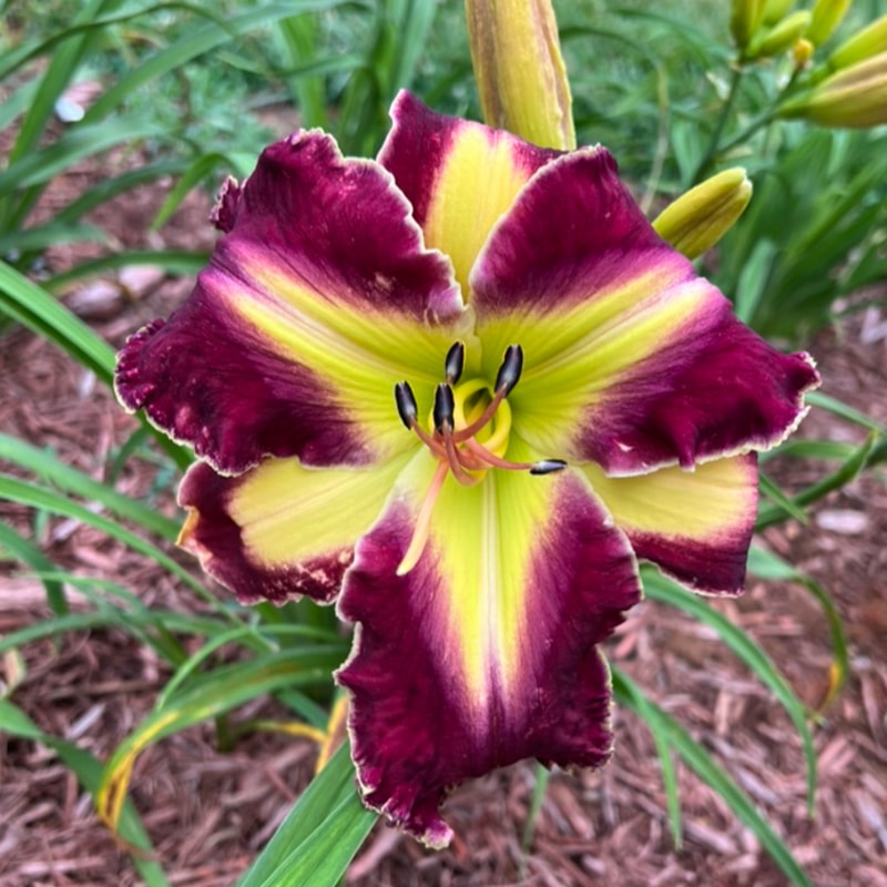 Gigantor from Graceful Petals Daylilies