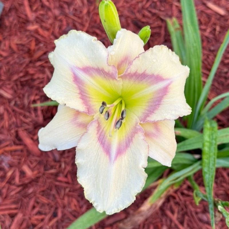 Blue-eyed Butterfly from Graceful Petals Daylilies