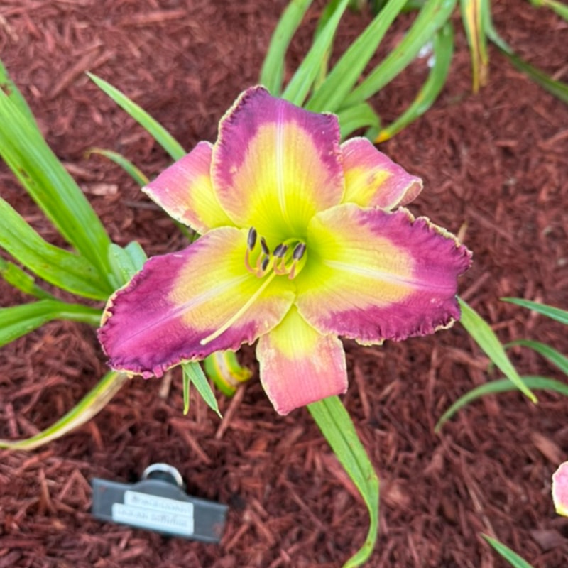 Spacecoast Ocean Sunrise daylily bloom
