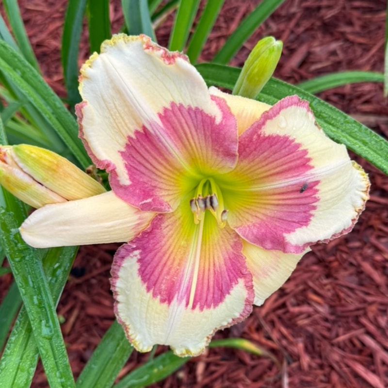 Mary Magdalene from Graceful Petals Daylilies