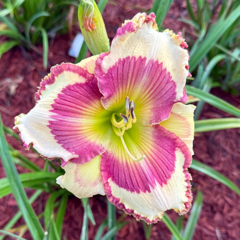 Mary Magdalene daylily bloom