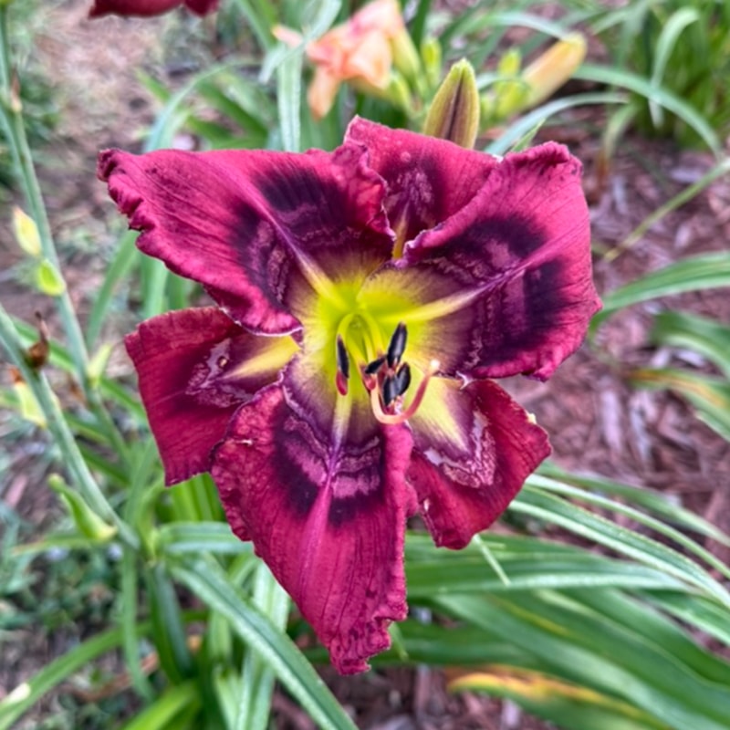 Absolutely Stellar from Graceful Petals Daylilies