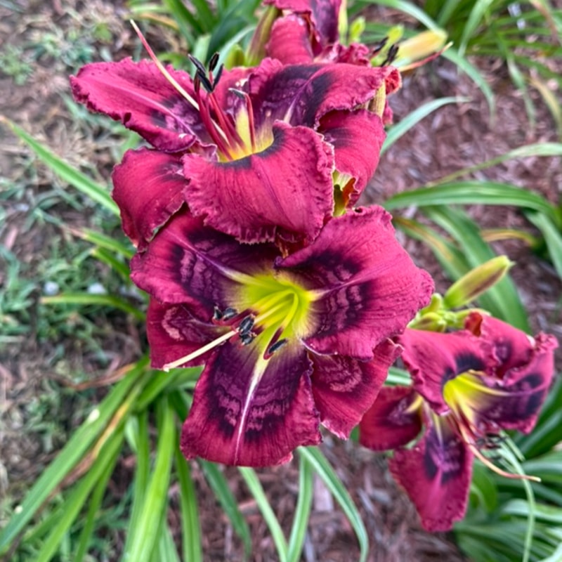 Absolutely Stellar from Graceful Petals Daylilies