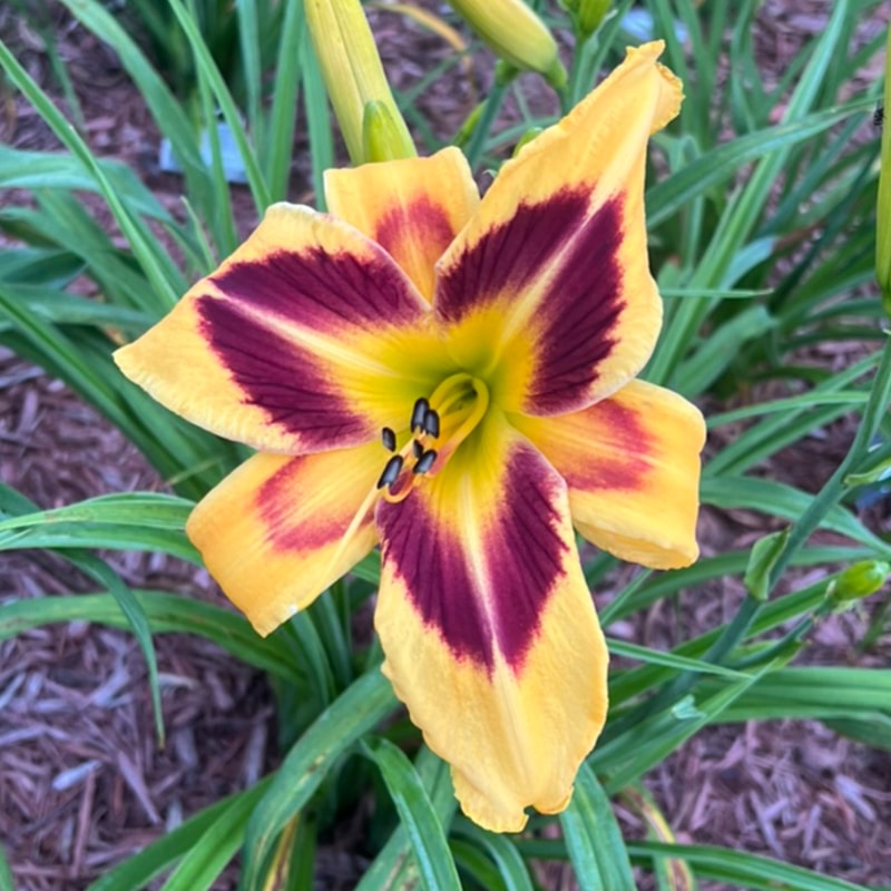 Bromance from Graceful Petals Daylilies
