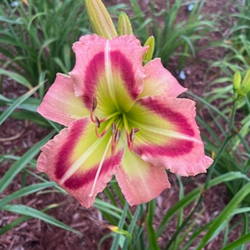 Queen of Green from Graceful Petals Daylilies