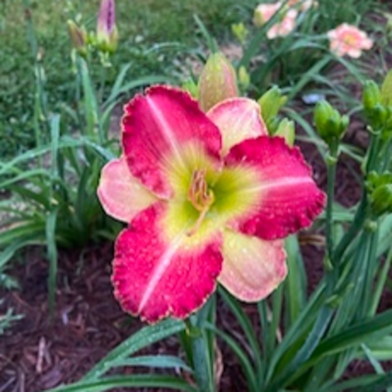 Clown Parade from Graceful Petals Daylilies