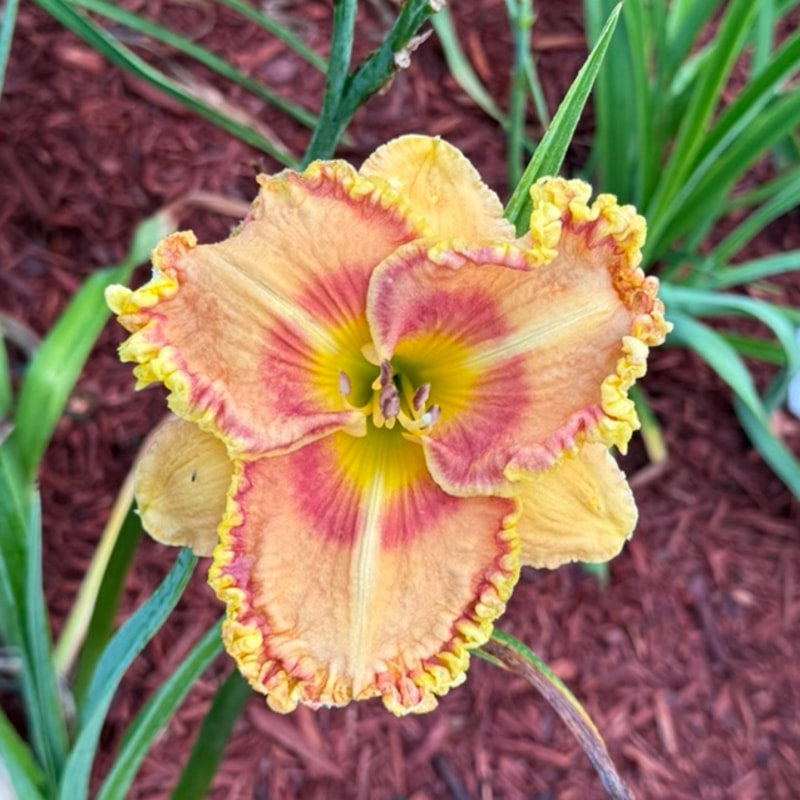 Sunrise Over Diamond Head from Graceful Petals Daylilies