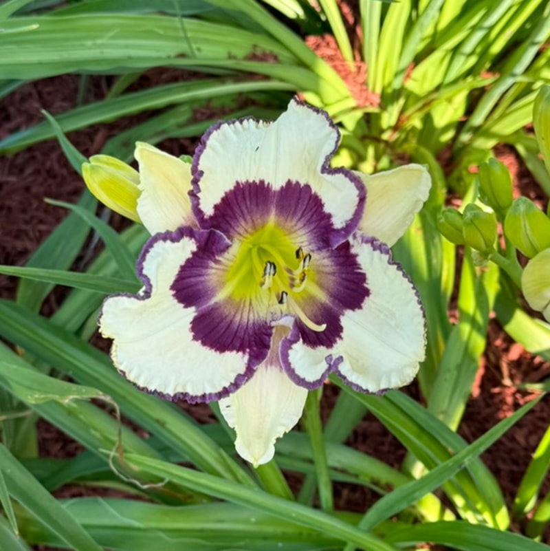 Small World Kerry Alan from Graceful Petals Daylilies