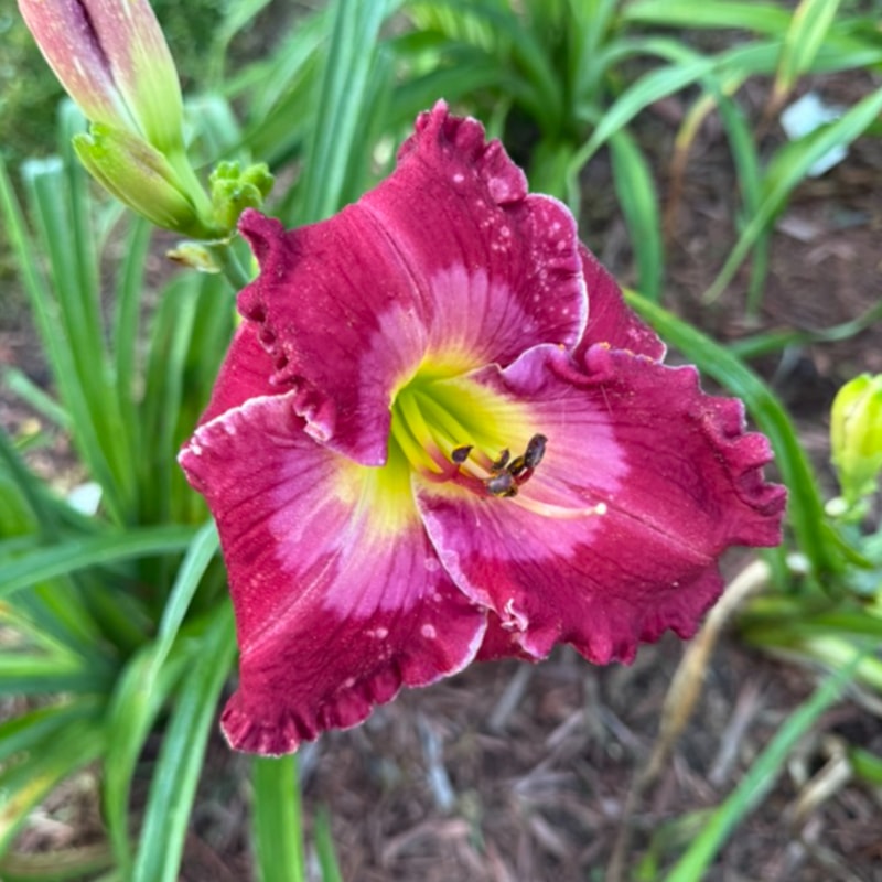 Escape to Paradise from Graceful Petals Daylilies