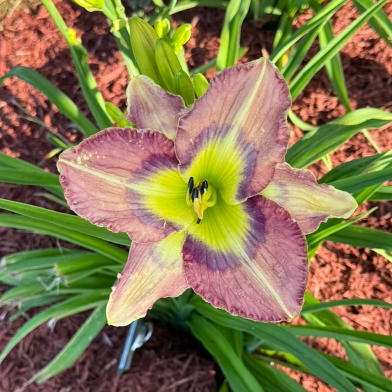 Butterflies Are Free from Graceful Petals Daylilies