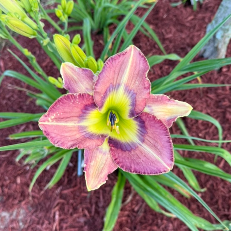 Butterflies Are Free from Graceful Petals Daylilies