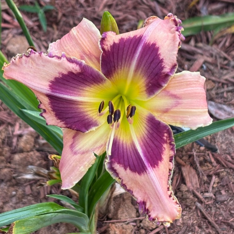 I Missed That Day in Science Class from Graceful Petals Daylilies
