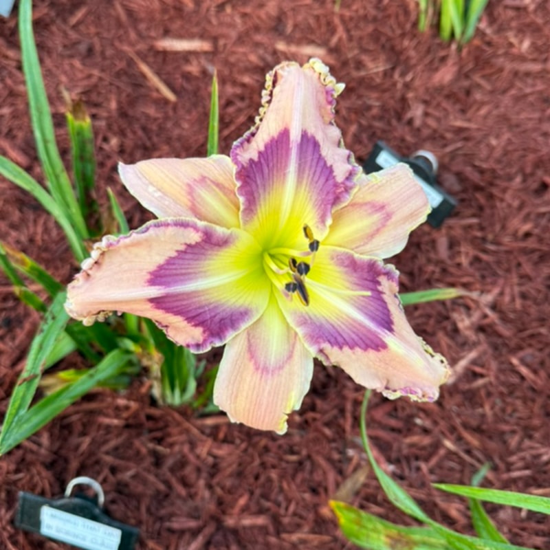 I Missed That Day in Science Class daylily bloom