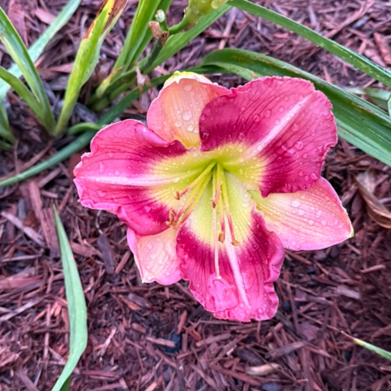 Rose Pink Sparkle daylily bloom