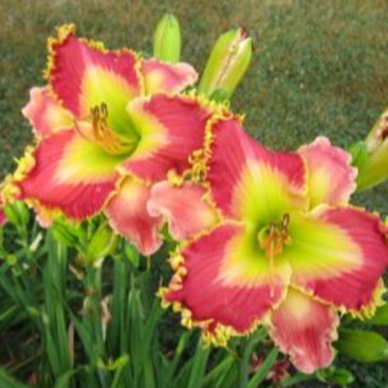 Electric Ladyland daylily bloom