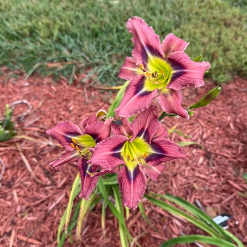 Small World Love Bug daylily bloom