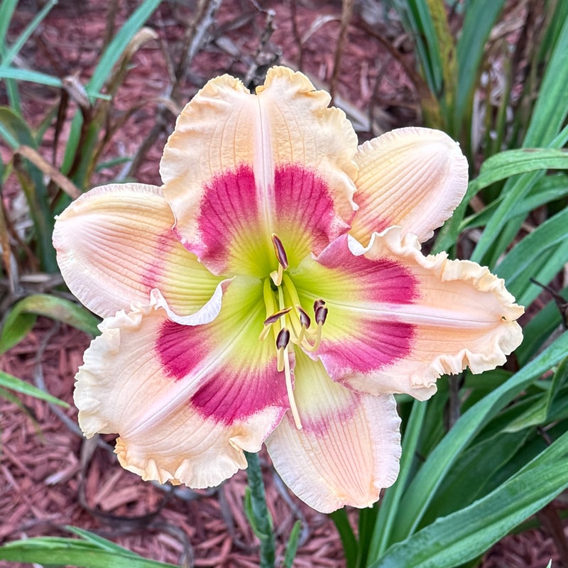 Golden Delicious daylily bloom