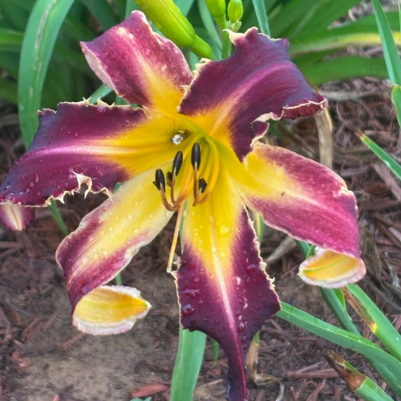 Vampire Bat from Graceful Petals Daylilies