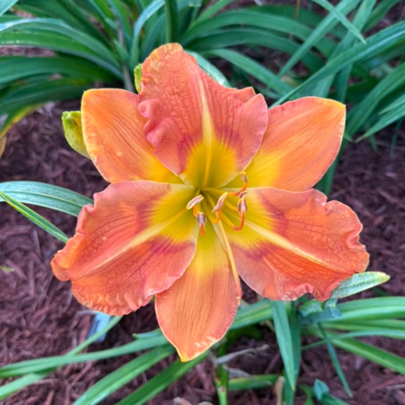 Firecracker Orange from Graceful Petals Daylilies